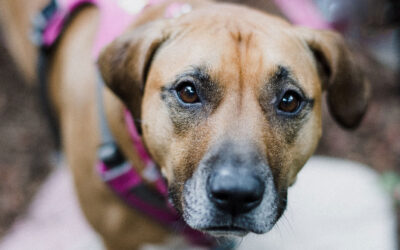 Kako pripremiti psa za pregled u veterinarskoj ambulanti