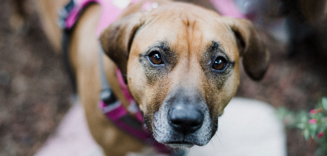 Kako pripremiti psa za pregled u veterinarskoj ambulanti