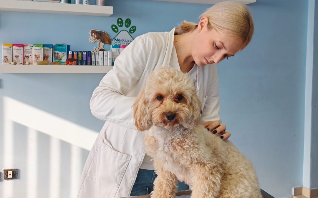 Zašto su redoviti preventivni pregledi važni za zdravlje ljubimaca