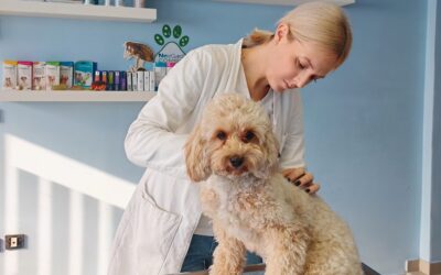 Zašto su redoviti preventivni pregledi važni za zdravlje ljubimaca