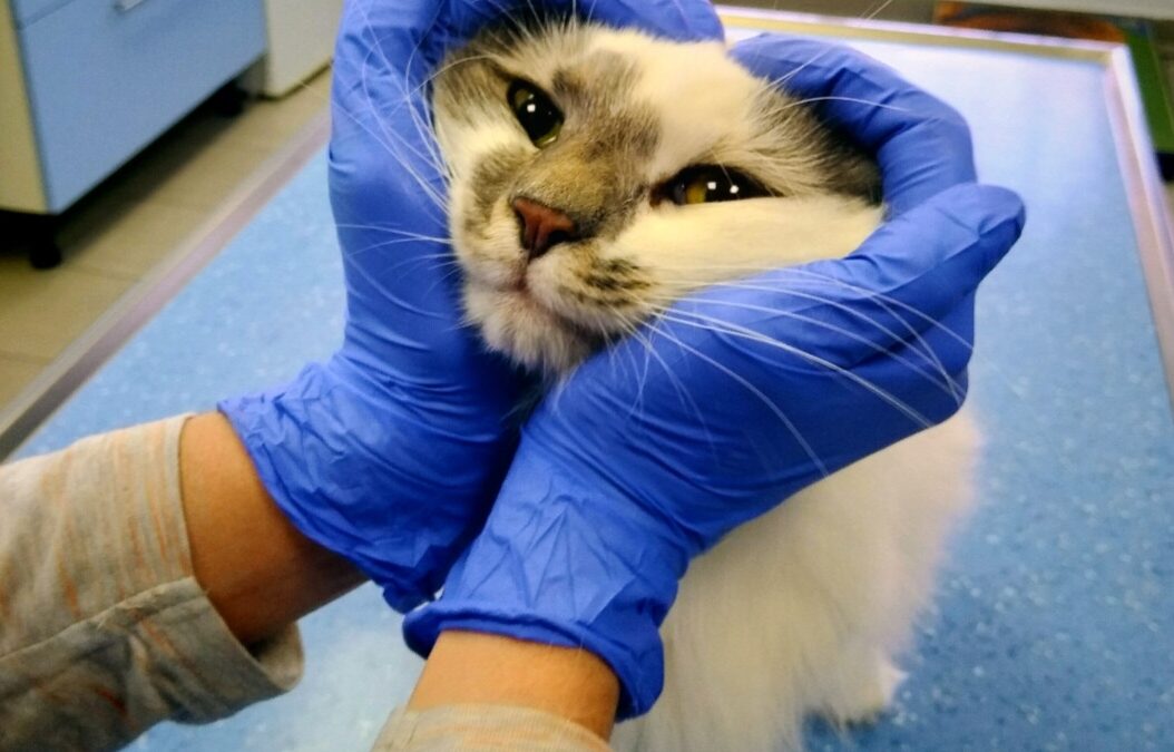 Najčešći znakovi bolesti kod mačaka koje vlasnici često ne primijete